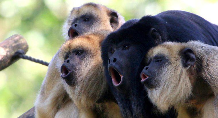 Où vivent les singes hurleurs sauvages ?