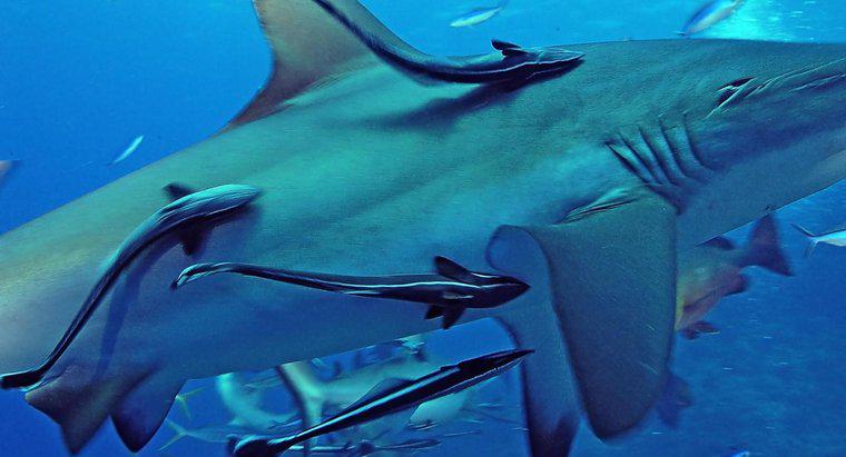Quelle est la symbiose entre les Remoras et les requins ?