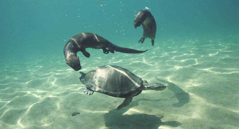 Comment les animaux communiquent-ils sous l'eau ?