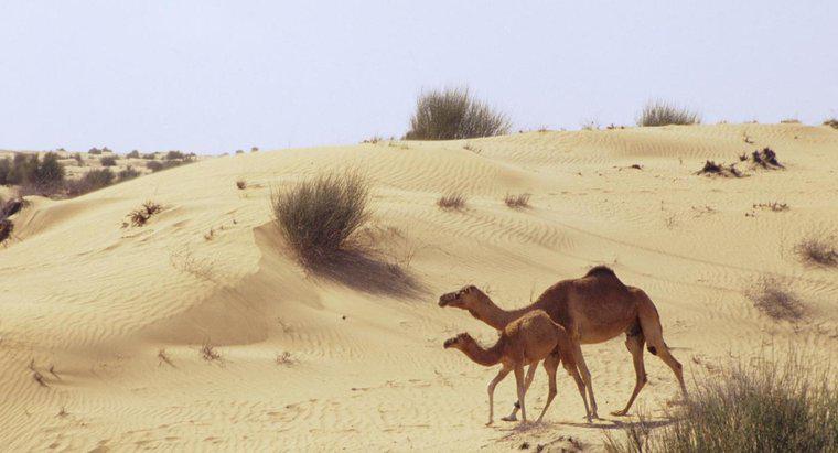 Comment les chameaux se sont-ils adaptés à la vie dans un désert de sable ?