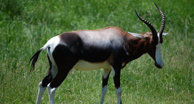 Comment s'appelle une antilope mâle ?