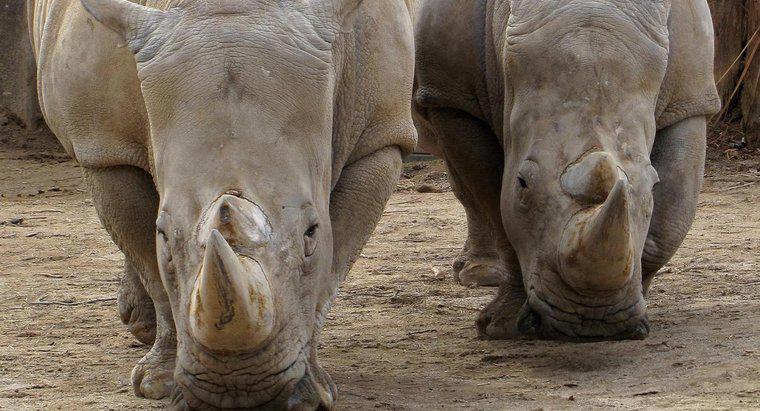 Où vivent les rhinocéros ?