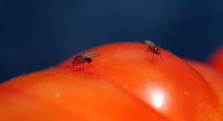 Les pièges à mouches à fruits faits maison apportent-ils plus de mouches à fruits dans votre maison ?