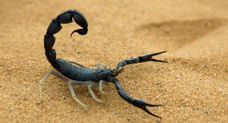 Les hommes scorpion aiment-ils être poursuivis ?