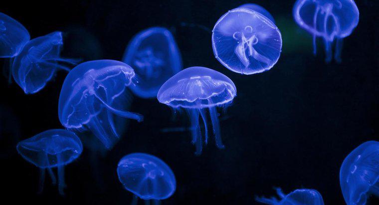 Pouvez-vous obtenir une méduse pour animaux de compagnie pour les enfants ?