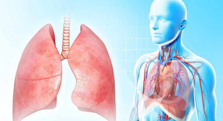 Pourquoi les poumons sont-ils si importants ?