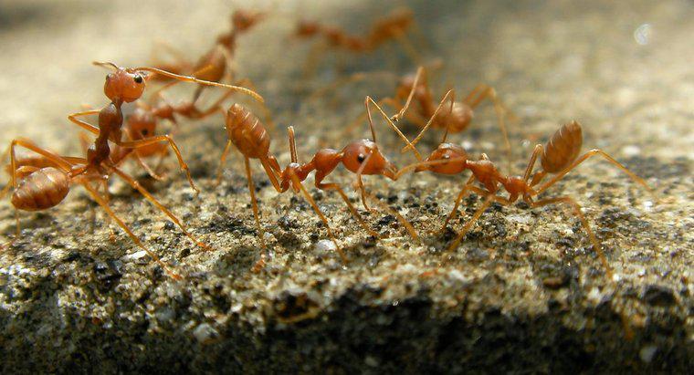 Quel est le traitement le plus efficace pour les piqûres de fourmis de feu ?