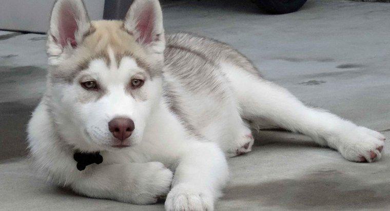 Combien de temps vivent les huskies sibériens ?
