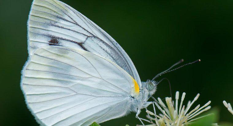 Que symbolise un papillon blanc ?