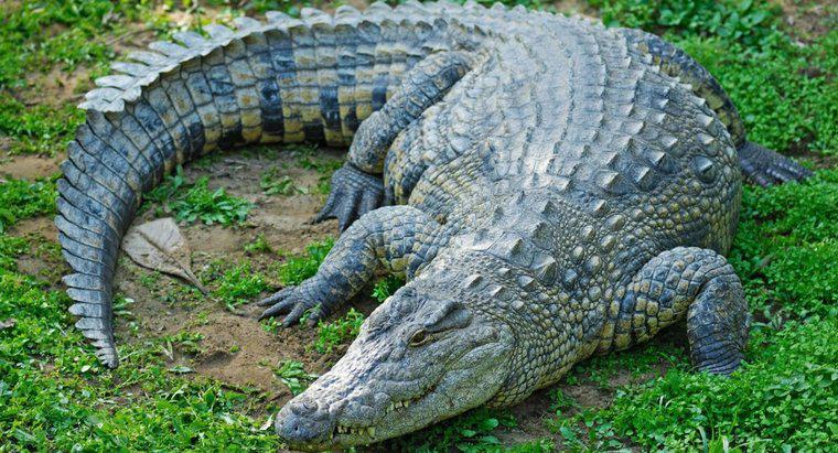 Comment un crocodile se défend-il ?