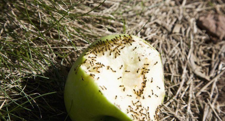 Que mangent les fourmis ?