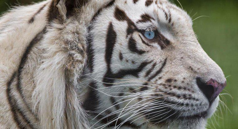 Qu'est-ce que le réseau trophique du tigre blanc ?