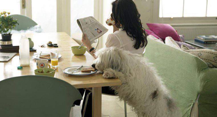Quels types de nourriture de table les chiens peuvent-ils manger?