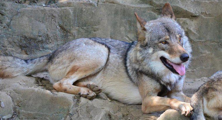 Quel est l'habitat naturel d'un loup gris?