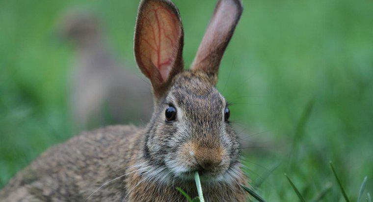 Que mangent les lapins à queue blanche ?