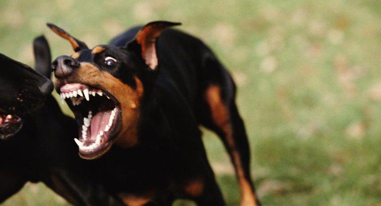 Qui sont les 10 chiens les plus agressifs ?