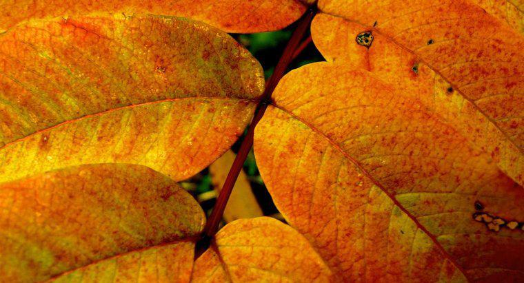 Comment s'appelle le pigment jaune des feuilles ?