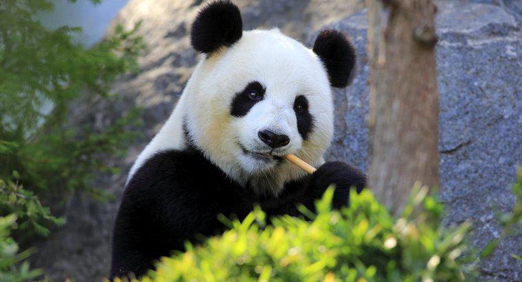 Combien pèse un panda ?