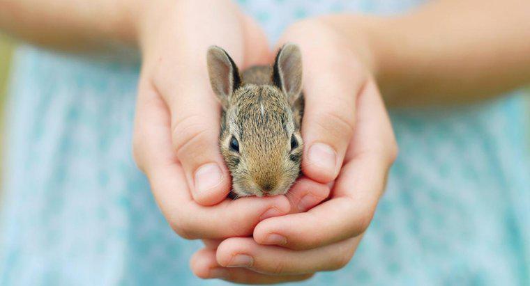Quels sont les faits sur le lapin appropriés pour les enfants ?