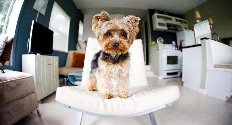 Quels sont les bons chiens de taille moyenne pour un appartement ?