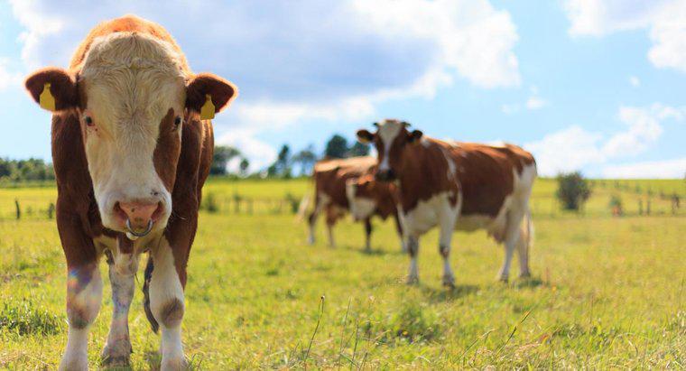 Les vaches femelles peuvent-elles avoir des cornes ?