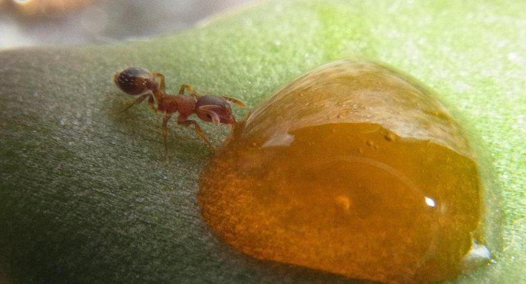 Que mangent les fourmis à miel ?
