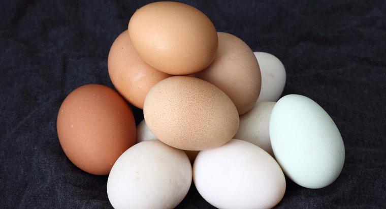 Combien de temps faut-il pour qu'un œuf de poule éclose ?