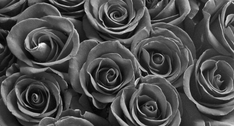 Comment sont fabriquées les roses noires ?