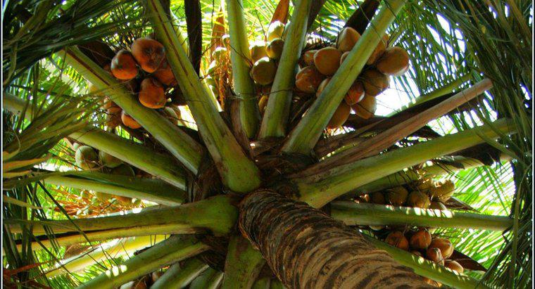Comment les graines de noix de coco se dispersent-elles ?