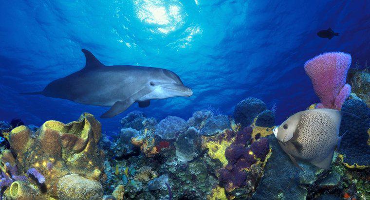 Les dauphins vivent-ils dans les récifs coralliens ?