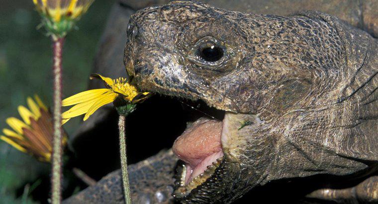 Comment les reptiles obtiennent-ils de la nourriture ?