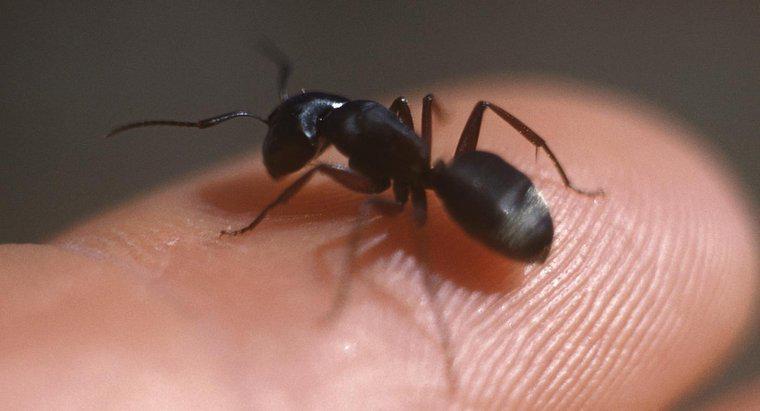 Comment reconnaître les fourmis charpentières ?