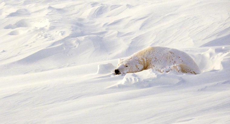 Où dorment les ours polaires ?