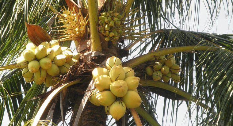 Quels animaux mangent des noix de coco ?