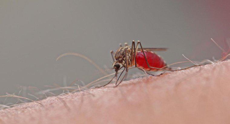 Combien de temps durent les piqûres de moustiques ?