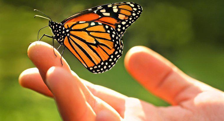 Quels sont les faits sur les papillons monarques ?