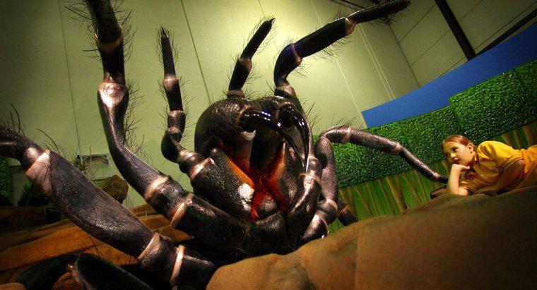 Quelle est l'araignée la plus meurtrière ?