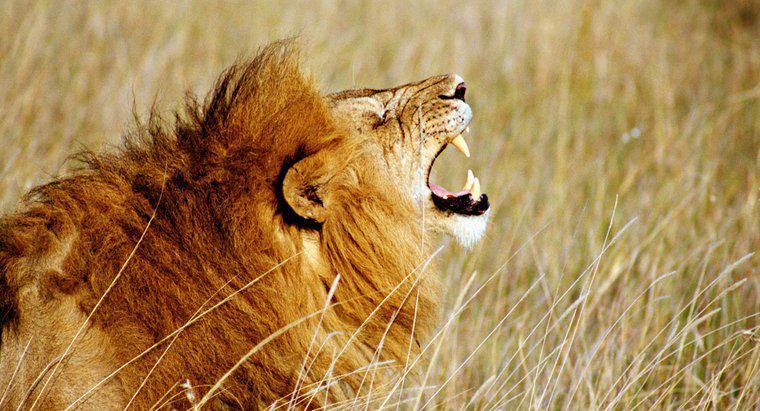 À quel point le rugissement d'un lion est-il fort ?