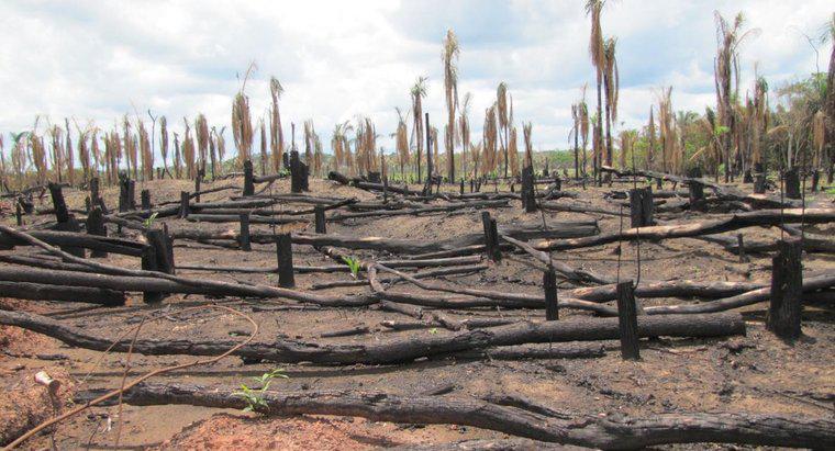 Pourquoi la déforestation est-elle une mauvaise chose ?