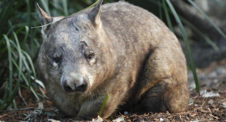 Que mangent les wombats ?