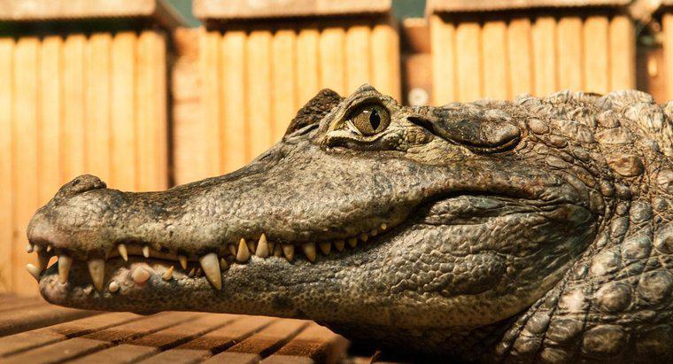 Quelles sont les adaptations d'un crocodile ?