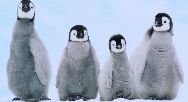 Comment s'appellent les bébés pingouins ?