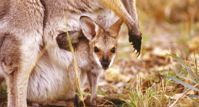 Comment s'appelle la poche d'un kangourou ?