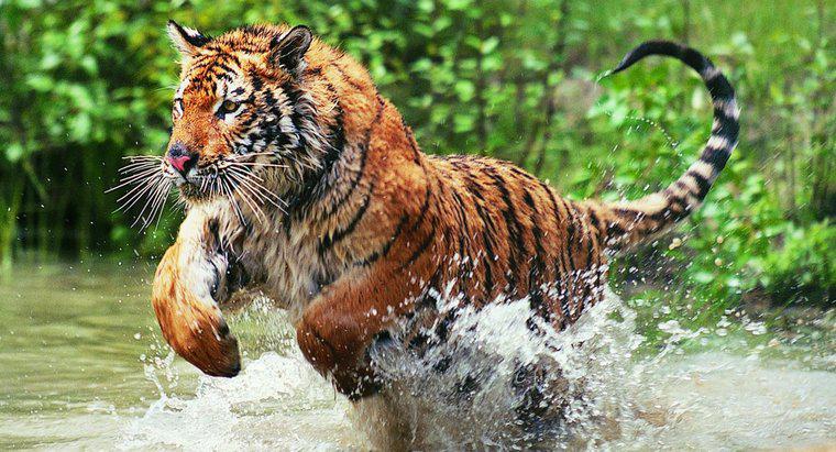 Pourquoi les tigres du Bengale sont-ils en danger ?
