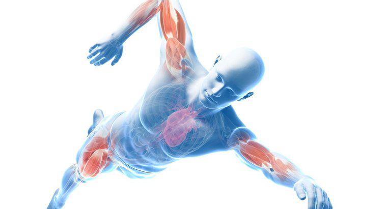 Quels sont les principaux muscles de contour du corps ?