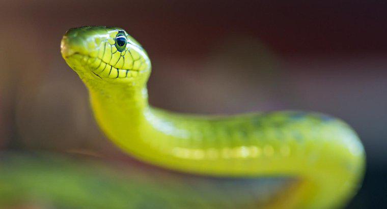 Qu'est-ce qu'un serpent mamba vert ?