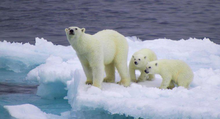 Les ours polaires sont-ils blancs toute l'année ?