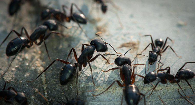 Les fourmis sont-elles porteuses de maladies ?
