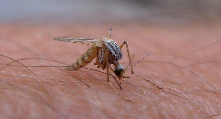 Combien de temps les moustiques vivent-ils à l'intérieur ?