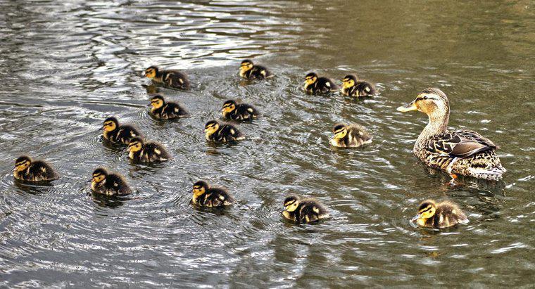 Comment appelle-t-on un groupe de bébés canards ?